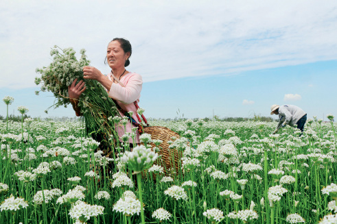 52-5 初秋时节，江苏省灌云县种植的1.2 万亩韭菜长势喜人。农民忙着采摘、出售韭花。图片来源：视觉中国