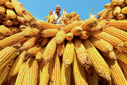52-4 金秋9 月，一位山东省淄博市天井官庄村的农民正在挂晒收获的玉米。