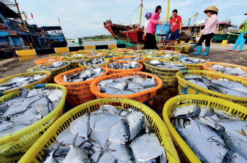 52-1 9 月起，海南琼海，渔民加紧出海捕捞作业，一艘艘渔船陆续返港卸下渔获，源源不断地供应各地市场。