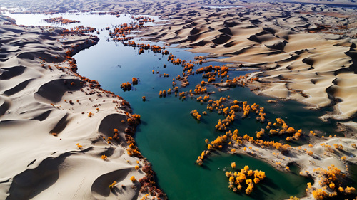 40 塔里木河流域，大部分在沙漠当中，河水流过，胡杨顽强地生长。
