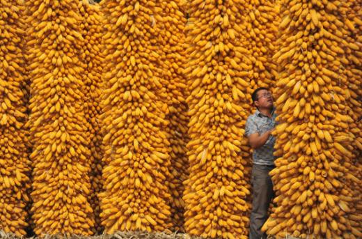 p137-2013 年9 月28 日，山西运城市新绛县，晾晒丰收的玉米。(视觉中国)