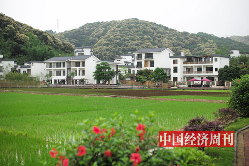 96--米埗村打造的“网红稻田”-《中国经济周刊》首席摄影记者-肖翊_-摄