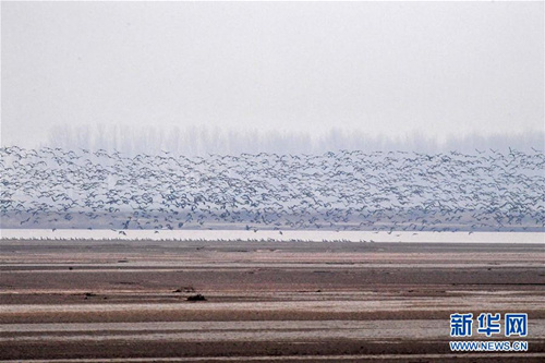 这是2018年12月25日在河南省长垣县境内拍摄的黄河湿地飞过的大雁。新华社记者 冯大鹏 摄