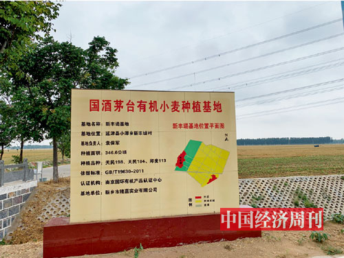 P97-茅台有机小麦种植基地-《中国经济周刊》记者-谢玮_-摄