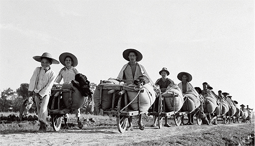 p26 1954 年11 月9 日，湖北省孝感县朋兴区农民的售粮队伍，全国各地的秋粮统购工作已逐步展开。新华社