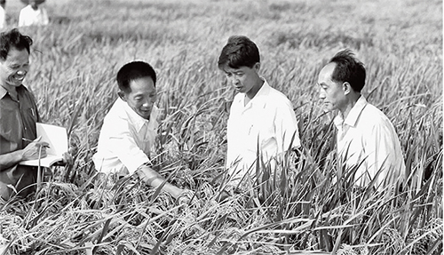 p62中国杂交水稻的育成，为水稻大幅度增产开辟了新的途径，在国际上产生了重大影响。图为袁隆平（左二）和科技人员在观察杂交水稻生长情况。新华社