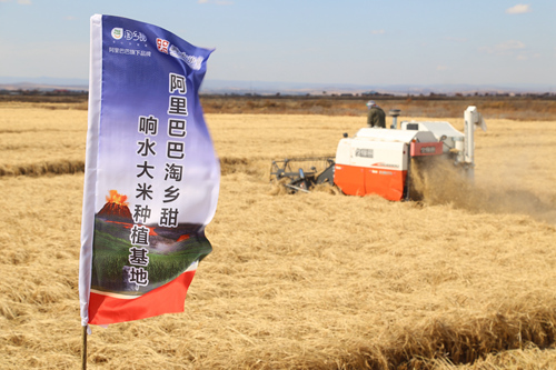 黑龙江省牡丹江市的阿里巴巴响水大米种植基地，又到了收割季