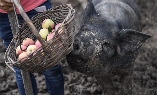 p35 35岁的康丹丹辞职创业并成功培育出北方野猪与南方香猪的杂交品种。康丹丹将它们吃水果、玩耍、睡觉的视频发到社交平台进行推介，使“水果香猪”成为远销全国多地的产品。 