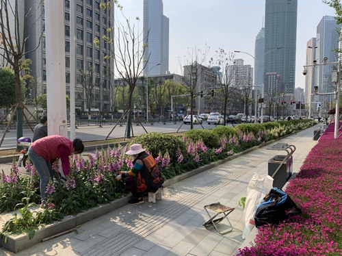 武汉街头，环卫工人正在整理路边的景观花卉。武汉的春天终于来了。（周婷摄）