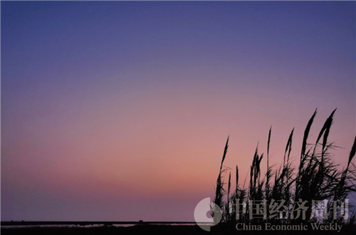8东滩湿地公园  摄影《中国经济周刊》记者 王雨菲