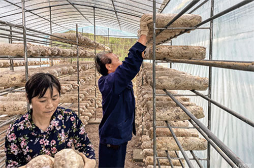 p92 2020年5月10日，陕西省汉中市勉县唐湾村村民和驻村扶贫干部一起往大棚内投放食用菌菌袋。