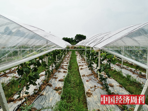 罗定市素龙凤塘村的葡萄园 《中国经济周刊》记者 罗赟 摄