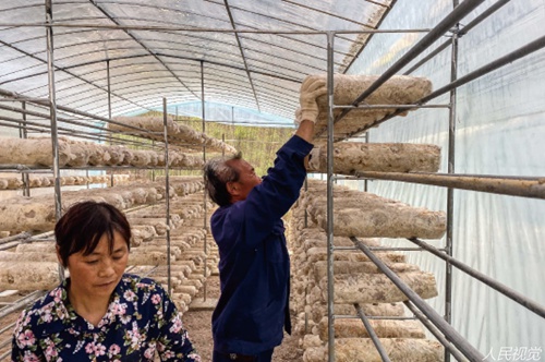2020年5月10日，陕西省汉中市勉县唐湾村村民和驻村扶贫干部一起往大棚内投放食用菌菌袋。_副本