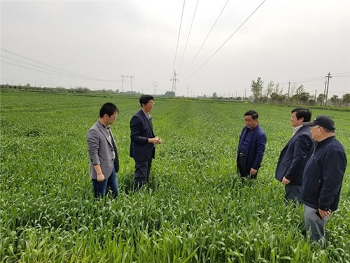 1、华班安（中）与张瑞宏（左二）在种植基地调研
