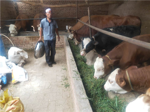 对村民马奴勒来说，产业带动致富，养牛改变命运。
