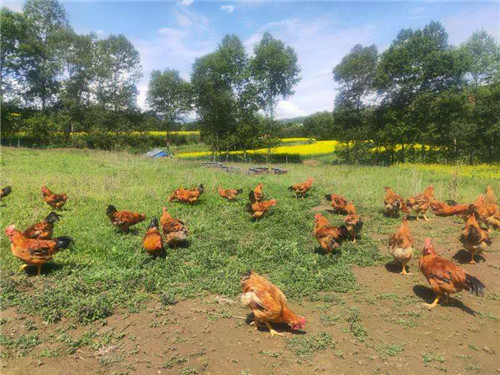 宁家村村民办起了绿色生态养鸡场。