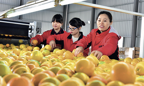 101 江西省安远县世果汇员工包装车间里一派忙碌的场景，贫困妇女赖玉珍等人正在对脐橙进行包装打包，以备外销。