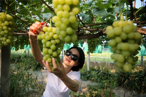 江苏句容葡萄飘香农民增收