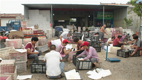 良梨村村民整理即将装运的砀山梨。受访者供图