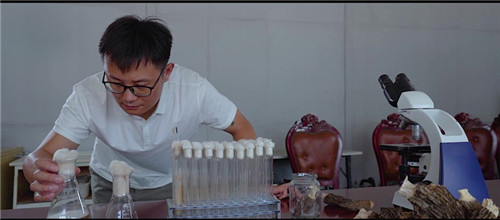1   张健正在忙着羊肚菌菌种检测