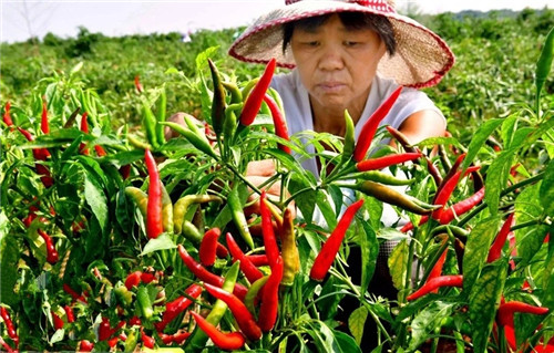 7  村民们在田间地头正忙着采摘辣椒