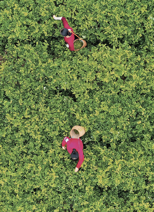 50-3 9 月8 日，在湖南省张家界市永定区茅岩河镇“长寿藤茶”基地，茶农在采摘鲜叶。