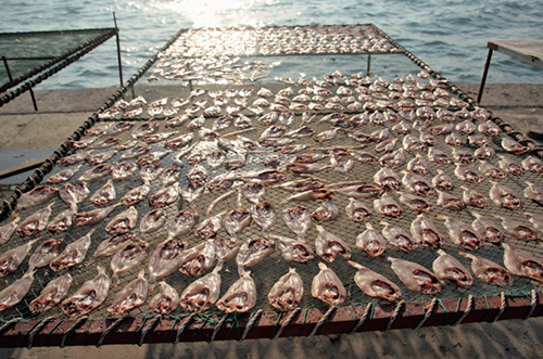 50-1 9 月19 日，红岛秋风强劲光照烈，正是晒鱼好时候，渔民抓紧时机甜晒鱼。