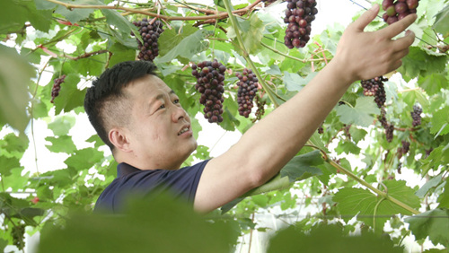 李光在天葡庄园田园综合体查看今年葡萄的生长情况