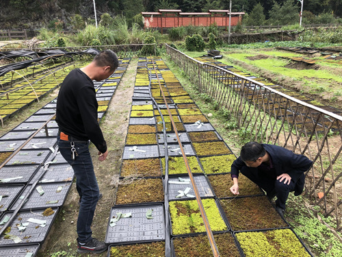 传化集团工作人员在指导苔藓种植。（受访者供图）