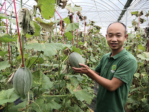 63-2 高布村回乡大学生刘日伟和他种植的哈密瓜