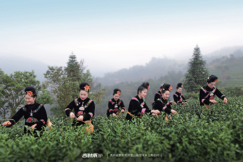 45 贵州省黔东南州雷山县苗族姑娘正在采摘茶叶