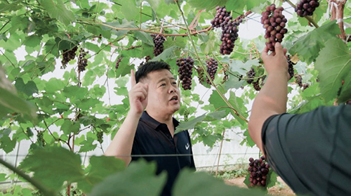 11-1 李光在天葡庄园田园综合体查看今年葡萄的生长情况