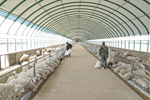 76 金川集团在甘肃永昌扶持建造的现代化羊场