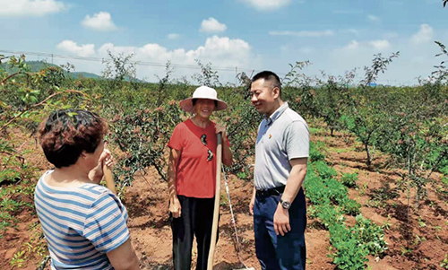 73 中国诚通驻宜阳县挂职副县长宋大鹏（右一）到花椒地与村民交流，询问花椒树种植情况。