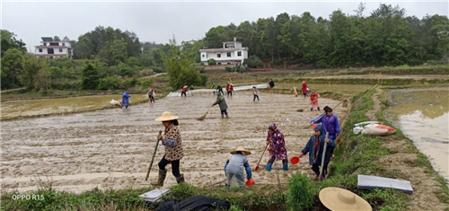 十八个圳玄村村民在公司育秧田里劳动