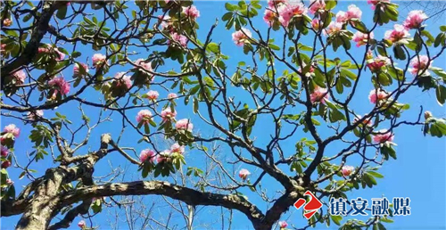 鎮安木王山國家森林公園的杜鵑花,是北方最大的杜鵑林帶,也是北方地區