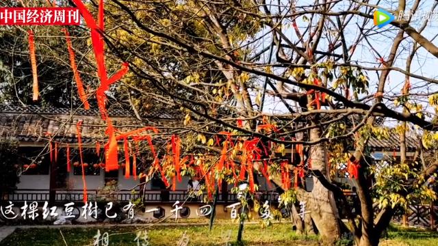 江蘇特色田園鄉(xiāng)村：顧山鎮(zhèn)紅豆村——一棵4000多年的紅豆樹，守護著這里的紅豆文化和水蜜桃產(chǎn)業(yè)