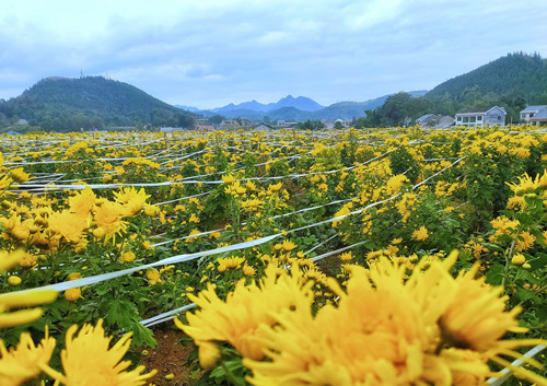 秀山平凯的金丝黄菊基地