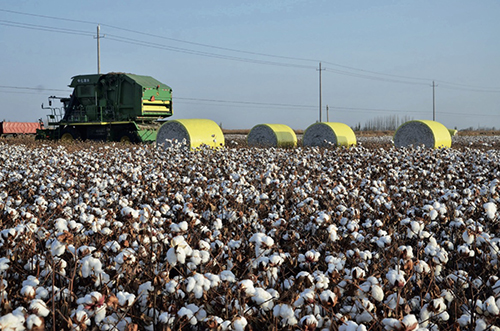 40 新疆阿拉尔，采棉机在卸载棉包。视觉中国