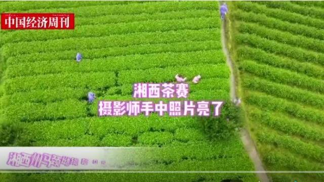 “神秘谷杯”湘西黃金茶茶王爭霸賽開幕，現(xiàn)場攝影師相機里照片亮了