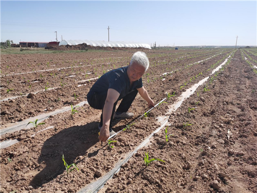 缅怀袁隆平院士定边农业科技工作者深耕乡村沃土致力农业增收