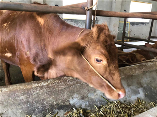 图3：瓮背村肉牛养殖场