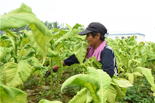 河南驻马店烟农丰收正旺烤房金叶飘香