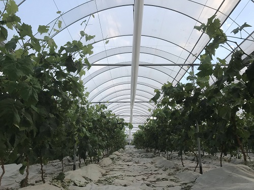 重庆吴小平葡萄熟了