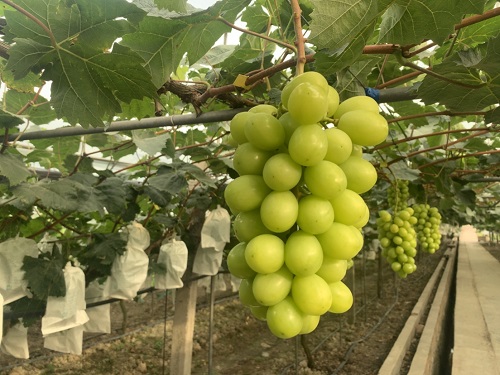 重庆吴小平葡萄熟了