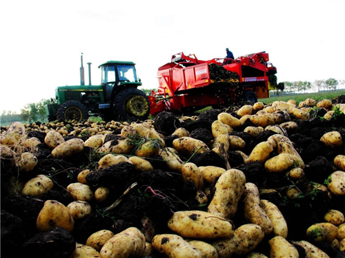 克山农场有限公司7.2万亩马铃薯拉开收获序幕