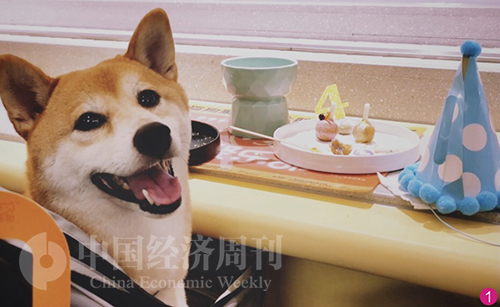 110-1 4岁生日的柴犬正在猫狗聚乐部宠物餐厅用餐