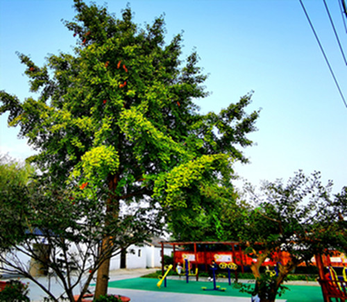 5、银杏树下的村民健身广场和文化长廊