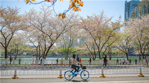 2021年3月武汉樱花季，市民骑车观赏樱花。过去五年，共享单车在哈啰助力推动下已成为各地不少市民日常中短途出行的首选交通工具。