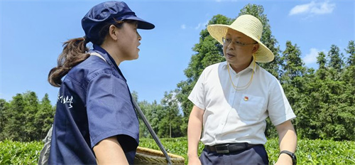 2021年6月21日，刘勇会在马路镇八角茶厂茶园调研。 2